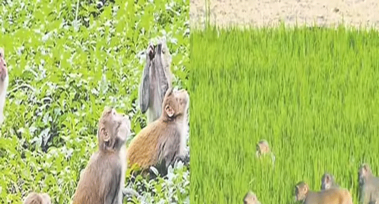 ఒక్క కోతి కూడా పంట వైపు రావట్లేదు.. రైతన్న సేఫ్