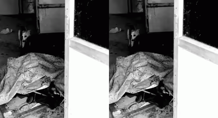 జడ్చర్ల ప్రభుత్వ ఆస్పత్రి మార్చురీలో మృతదేహాన్ని పీక్కుతిన్న కుక్క