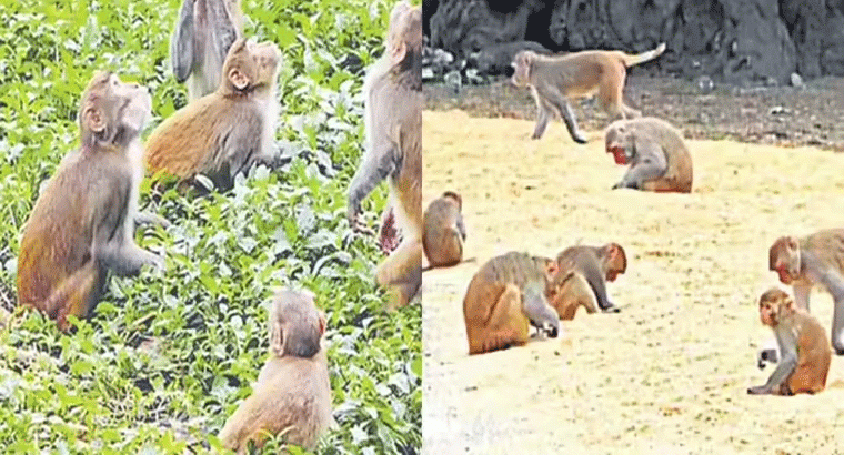 పొలంలో కోతులకు భయపడాల్సిన అవసరం లేదు