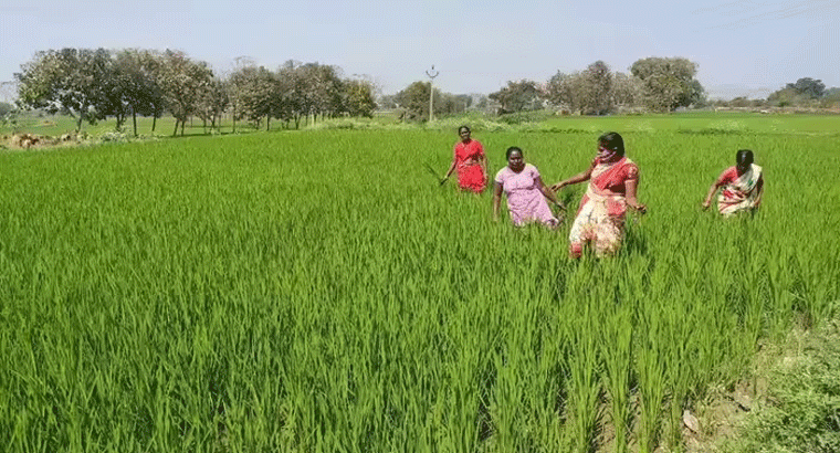 తెలంగాణ మహిళా రైతులకు త్వరలోనే కొత్త పథకం