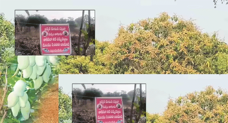 నా తోటలోకి వస్తే 25 చెప్పుదెబ్బలు 5 వేల జరిమానా,,,,మందుబాబులకు రైతు మాస్ వార్నింగ్