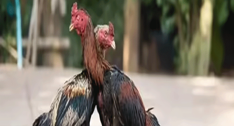 దొంగ కోళ్ల పంచాయితీ,,,తెలంగాణ పోలీసులు వర్సెస్ ఏపీ పోలీసులు