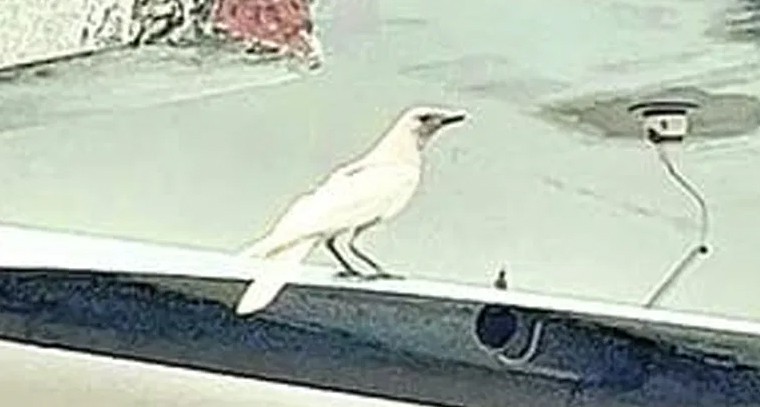 మంచిర్యాలలో అరుదైన దృశ్యం.. తెలుపు కాకి మెరుపు!

