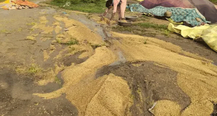 భారీ వర్షం.. కొట్టుకుపోయిన ధాన్యం