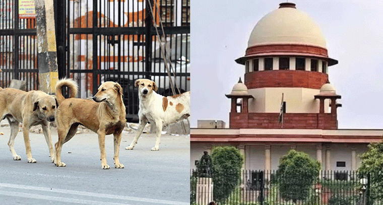 వీధి కుక్కలపై సుప్రీం కోర్టు ఆందోళన – సంగారెడ్డి ఘటన ప్రభావమా?