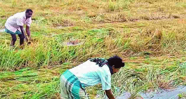 వర్షాల వలలో తెలంగాణ రైతులు.. పంటపై భారీ నష్టం