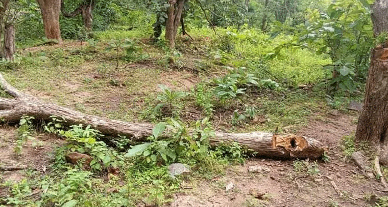 తెలంగాణలో అటవీ భూములపై కన్నేశాయా..? అన్యాక్రాంతం పెరిగిపోతున్న భూభాగాలు!