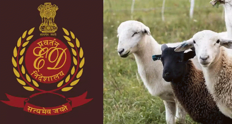 గొర్రెల స్కాం కేసులో ఈడీ విచారణ పూర్తైంది..! త్వరలో నివేదిక విడుదలేనా?