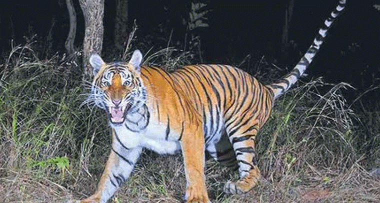 అమ్రాబాద్‌ టైగర్‌ రిజర్వులో పులుల సంఖ‍్య 36కి పెంపు – అటవీ శాఖ ఆనందం