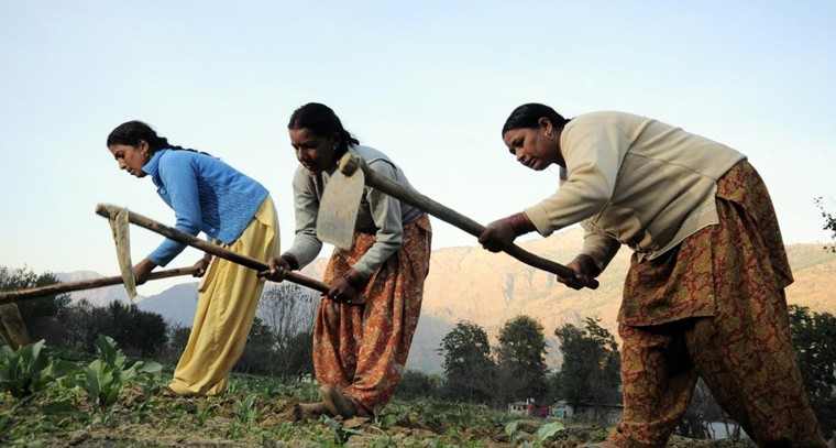 కూరగాయల సాగుకు రైతులకు పెద్ద ఊరట.. ప్రభుత్వం సరికొత్త పథకం!

