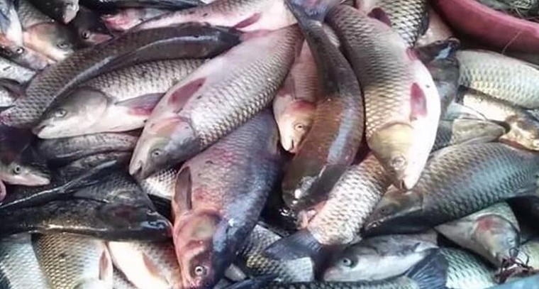 తెలంగాణ నుంచి ప్రపంచానికి చేపల విస్తరణ.. అంతర్జాతీయ ఎగుమతి కేంద్రం స్థాపన!

