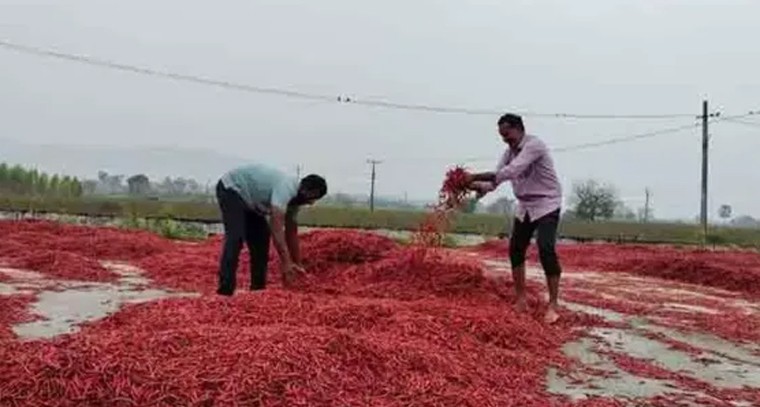 ఏన్కూర్ లో అకాల వర్షం బీభత్సం: తడిసి ముద్దయిన మిర్చి.. కన్నీరుమున్నీరవుతున్న రైతన్న!

