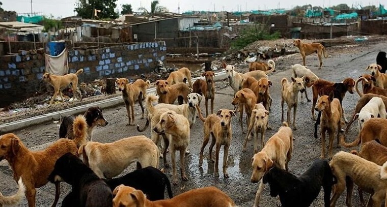 తెలంగాణలో కుక్క కాట్ల కల్లోలం: ఐదేళ్లలో 15 లక్షల మందిపై దాడులు!

