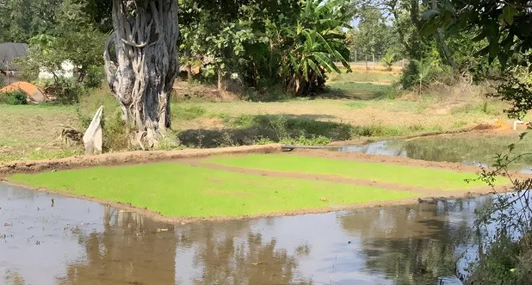 వెల్దుర్తియశ్వంత్‌రావుపేటలో యాసంగి జోష్..!

