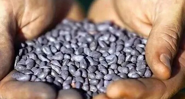 తెలంగాణ ప్రభుత్వం కేంద్రానికి సిఫారసు.. నకిలీ విత్తనాలపై కఠిన శిక్షలు, రాష్ట్రాలకు అధికారాలు

