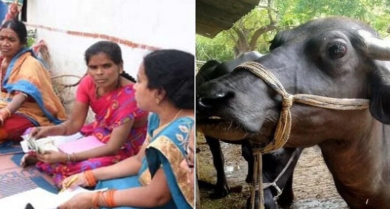 మహిళా సాధికారతకు ‘ఇందిరా డెయిరీ’ ఊతం.. భారీ సబ్సిడీతో పాడి పశువుల పంపిణీ!

