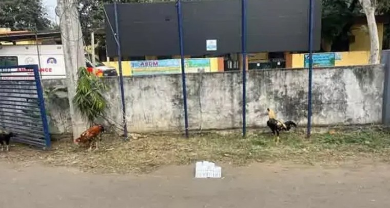 తల్లాడలో కోడి పందాల స్థావరంపై పోలీసుల మెరుపు దాడి.. ఇద్దరు అరెస్ట్

