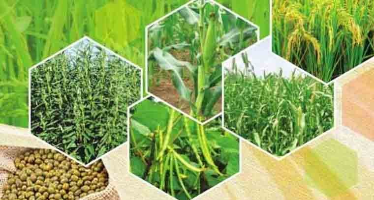 ఆహార ధాన్యాల ఉత్పత్తిలో మెరుగుపడిన భారత స్తానం 
