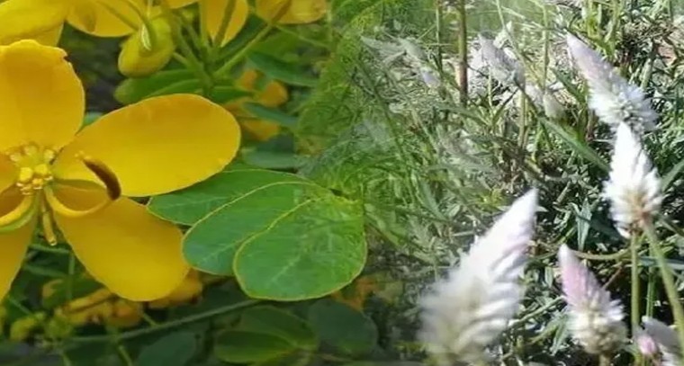 నల్గొండలో బతుకమ్మ పండుగకు పూల కొరత.. గునుగు, తంగేడు దొరకని సంకటం

