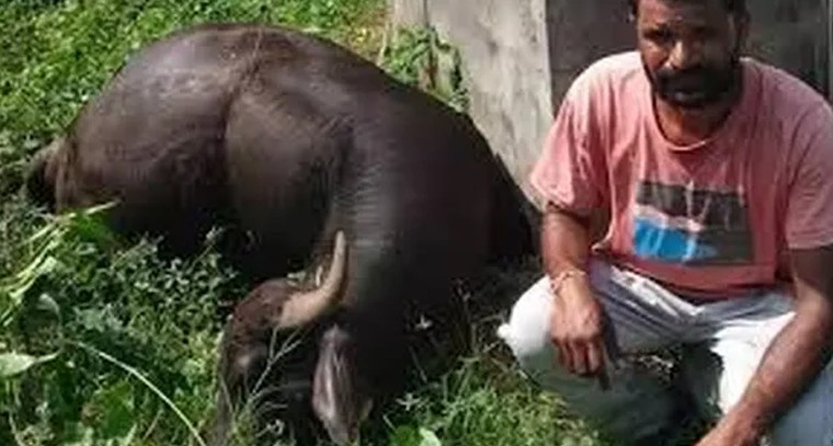 ట్రాన్స్‌ఫార్మర్ నిర్లక్ష్యం.. రైతు గేదె మృతి, ఆర్థిక నష్టం

