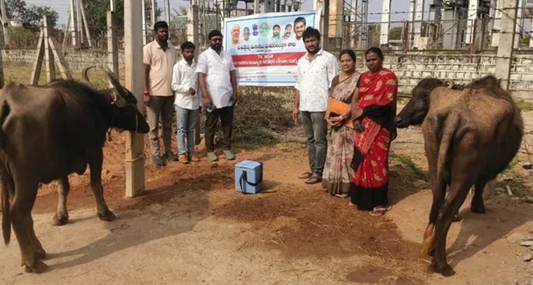 గుడిపల్లిలో పశువులకు గాలికుంటు వ్యాధి నివారణ టీకాల కార్యక్రమం ప్రారంభం

