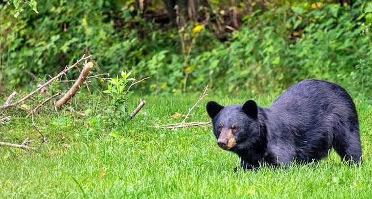 అడవి జీవనం.. తోకల మల్లయ్య కథ

