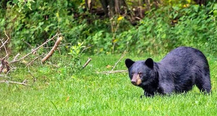 అడవి జీవనం.. తోకల మల్లయ్య జీవన యాత్ర

