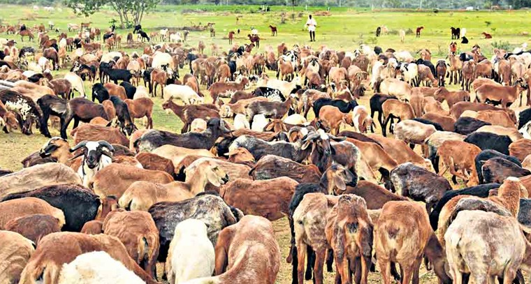 గొర్రెల పంపిణీ కుంభకోణం.. ఈడీ సంచలన ప్రకటన

