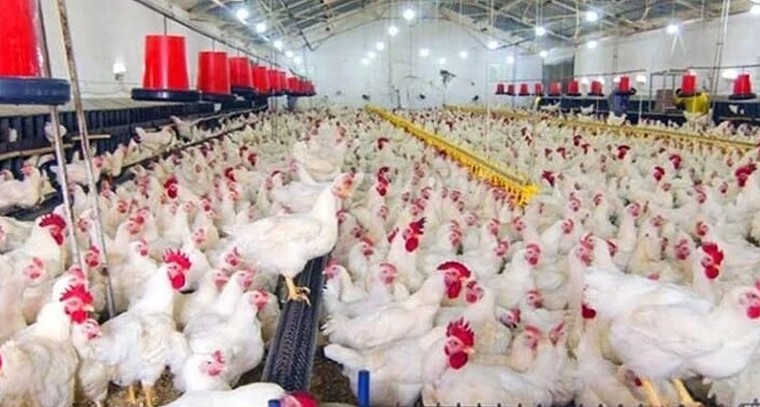 కోళ్ల మరణాల కలకలం.. ఏపీ సరిహద్దుల్లో హై అలర్ట్

