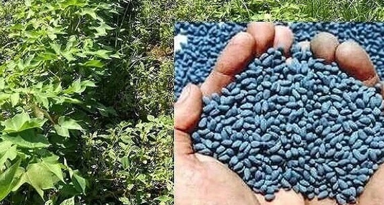 నిషేధిత హెచ్‌టీ పత్తి సాగుపై ఉక్కుపాదం.. నిబంధనలు ఉల్లంఘిస్తే కఠిన చర్యలు తప్పవు

