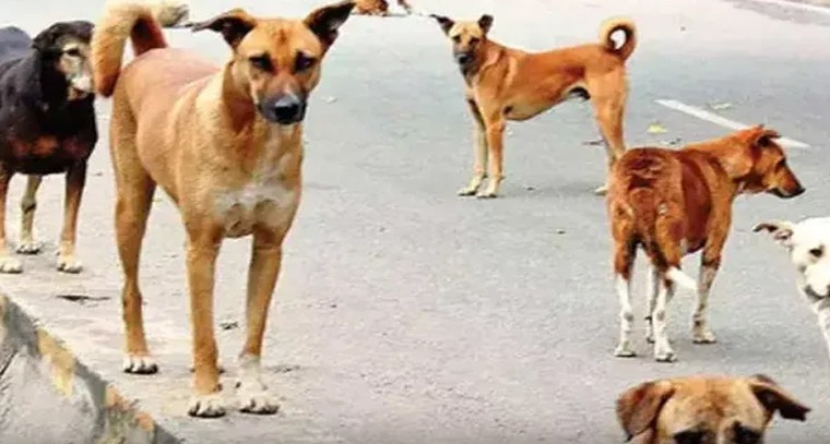 వేములవాడలో వీధి కుక్కల స్వైరవిహారం.. ఒకే రోజులో 35 మందికి గాయాలు

