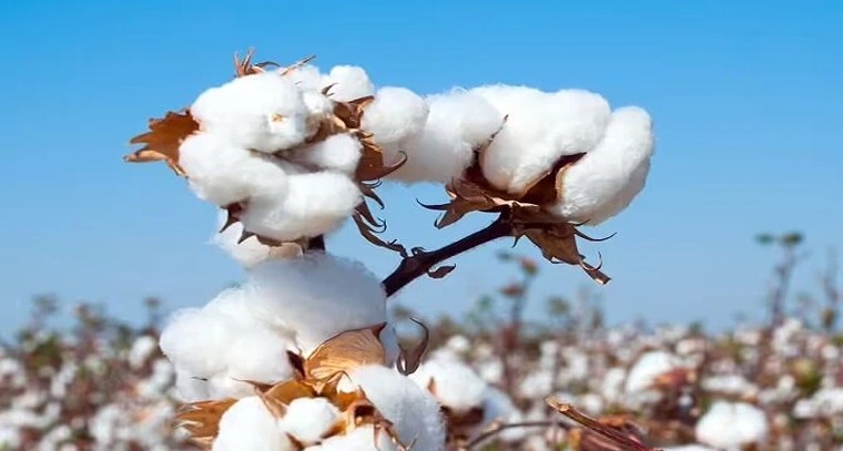 తెలంగాణ పత్తి రైతులకు శుభవార్త.. నెలాఖరు వరకు కొనుగోళ్లు పొడిగించిన సీసీఐ

