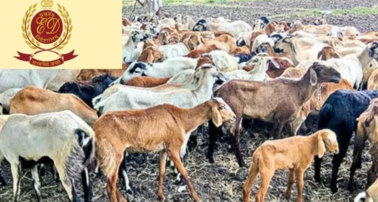 తెలంగాణ గొర్రెల స్కాం.. బీఆర్‌ఎస్ హయాంలో రూ.700 కోట్ల అవినీతి వెలుగులోకి

