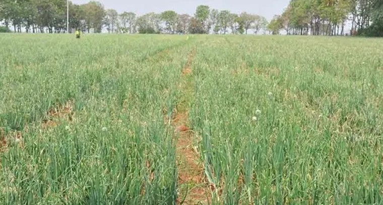 భారీ వర్షాలతో ఊపందుకున్న చండూరు ఖరీఫ్ సాగు

