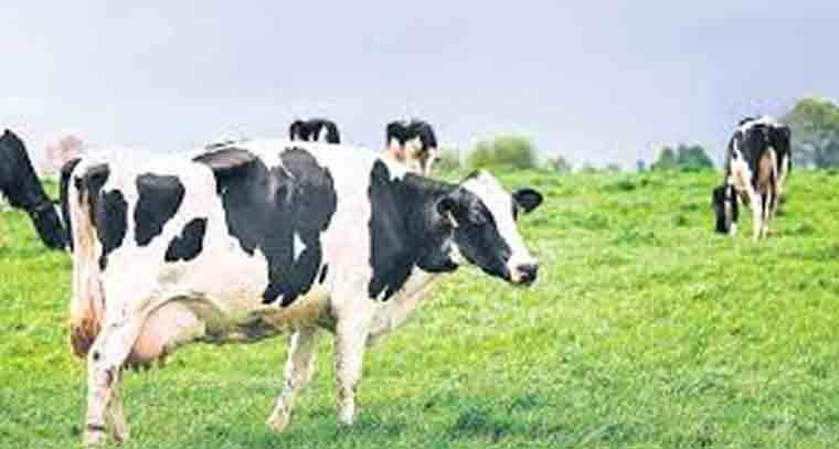 పాల దిగుబడి కోసం ఆవు తలకి స్టిమ్యులేటర్‌
