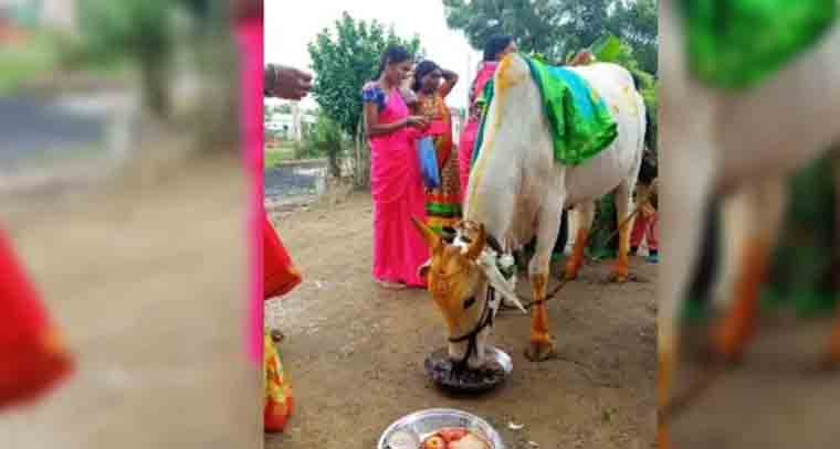 ఆవుకి సీమంతం చేసిన యజమానులు 
