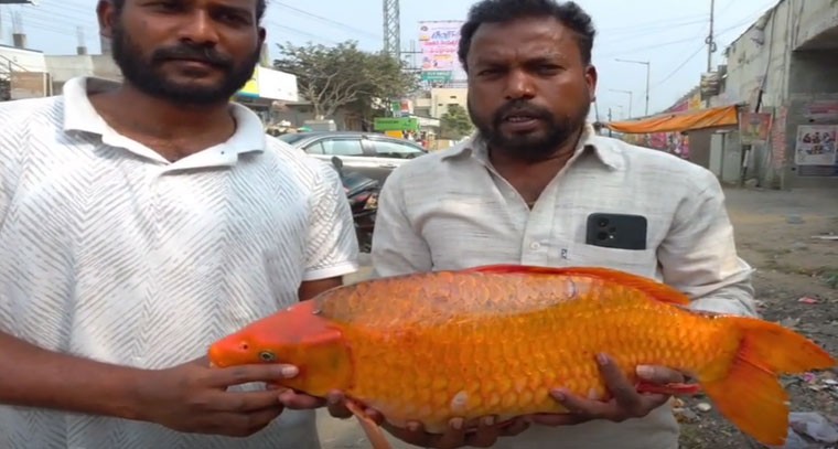 యాదాద్రి భువనగిరి జిల్లాలో అరుదైన చేప