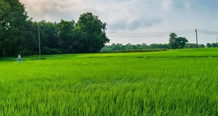 తెలంగాణలో రికార్డు స్థాయిలో వరి సాగు