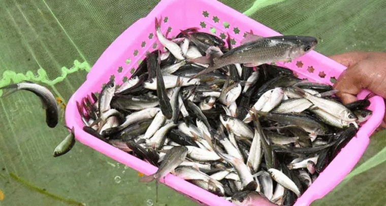 నెలాఖరులోగా వారికి ఉచిత చేప పిల్లల పంపిణీ: సర్కార్