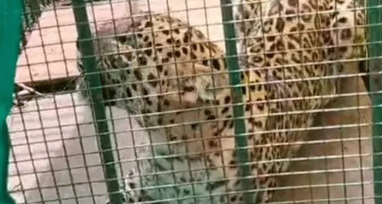 ఎట్టకేలకు చిక్కిన చిరుత