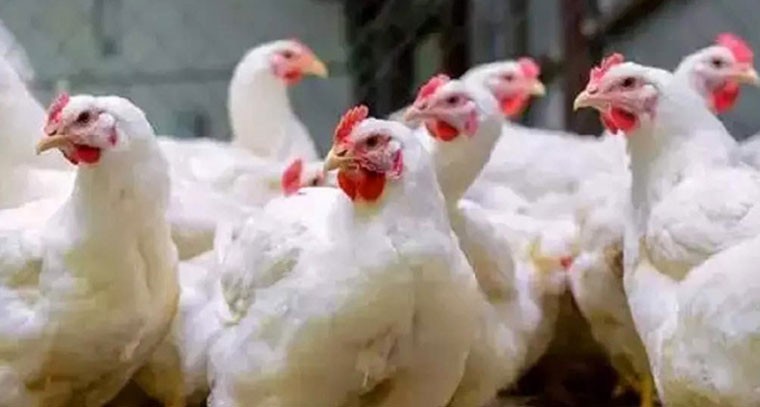 తెలుగు రాష్ట్రాల్లో పెరిగిన చికెన్ ధరలు