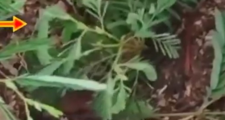 కదులుతున్న చింత చెట్టు.. దేవుడి మహిమే అంటున్న స్థానికులు