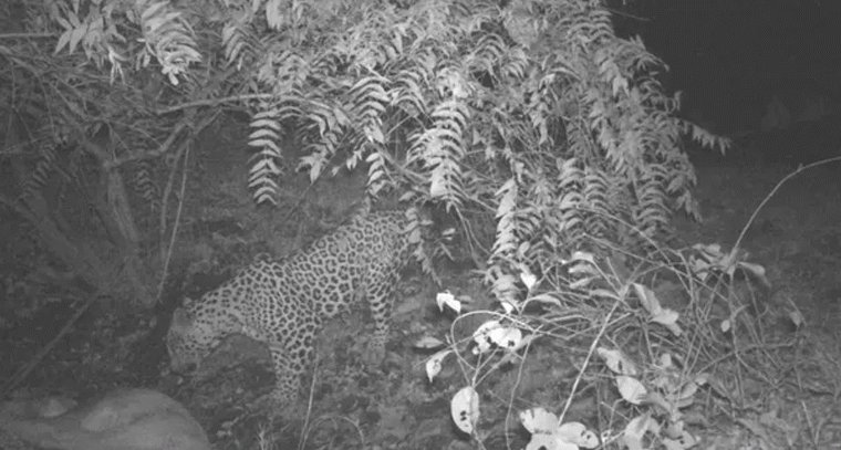 నిజామాబాద్ అడవుల్లో చిరుత సంచారం కలకలం