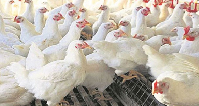 భారీగా తగ్గిన చికెన్ ధరలు.. సామాన్యులకు ఊరట