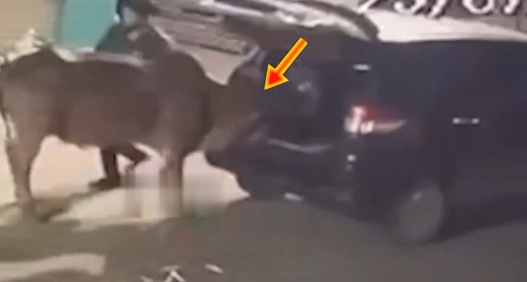 షాకింగ్‌.. ఇన్నోవా కారులో ఆవుల అప‌హ‌ర‌ణ