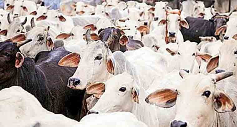 గోవధ కేసులో భర్తని ఇరికించిన భార్య 