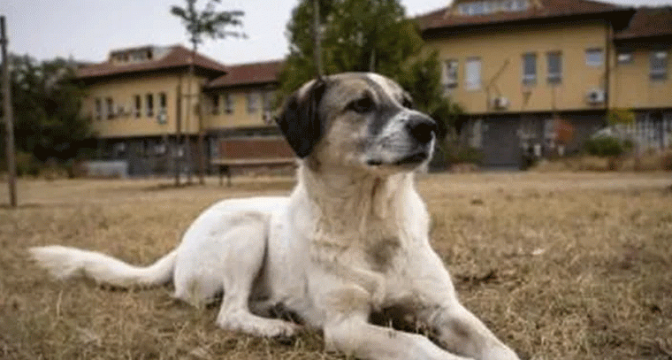 పిచ్చికుక్క స్వైర విహారం.. 8 మందికి గాయాలు