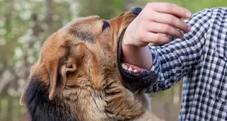 ఎనిమిదేళ్ల బాలుడిపై వీధికుక్కల దాడి 

