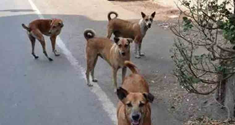 వీధికుక్కల సమస్యపై ఆగ్రహం వ్యక్తం చేసిన సుప్రీంకోర్టు 
