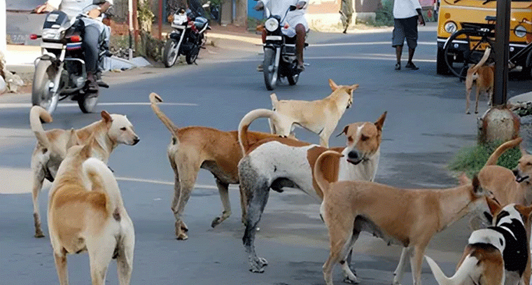 చెంగిచెర్ల హనుమాన్ నగర్ లో వీధి కుక్కల భయం, అధికారులకు విజ్ఞప్తి